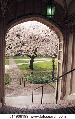 framed, washington, quadrangle, arts, liberal, university View Large Photo Image Stock Photo - framed, washington, quadrangle, arts, liberal, university. Fotosearch