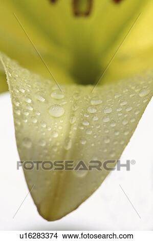 full, saskatchewan, scenic, bloom, lily View Large Photo Image Picture - full, saskatchewan, scenic, bloom, lily. Fotosearch