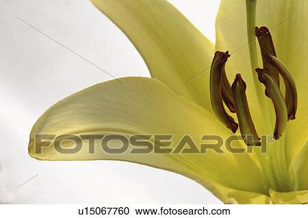 Stock Image - full, saskatchewan, scenic, bloom, lily. Fotosearch