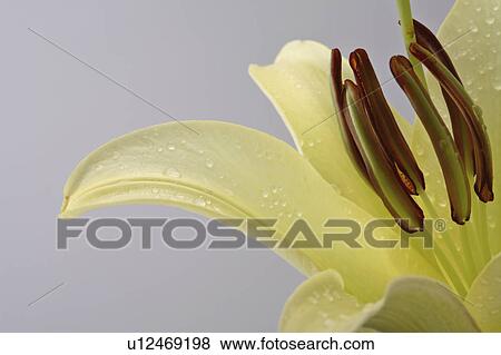Stock Photo - full, saskatchewan, scenic, bloom, lily. Fotosearch