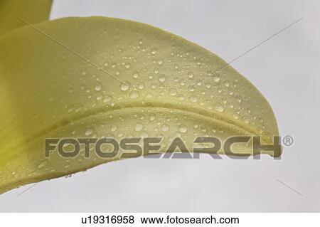 Stock Photo - full, saskatchewan, scenic, bloom, lily. Fotosearch
