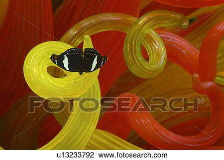 Stock Image - gallery, glass, art, blown, heliconian, butterfly. Fotosearch