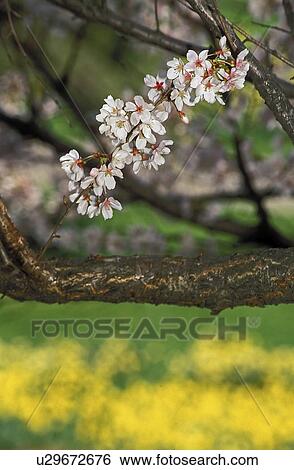Stock Photograph - garden, blossoms, botanical, york, new, cherry. Fotosearch