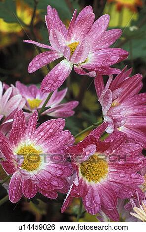 Stock Photograph - garden, chrysanthemums, botanical, york, new, korean. Fotosearch