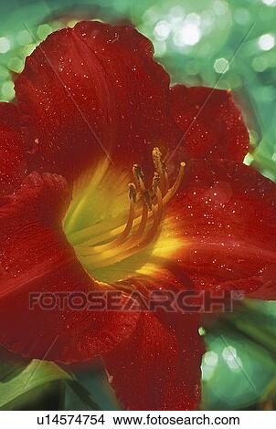 Picture - garden, hemerocallis, botanical, york, new, daylily. Fotosearch