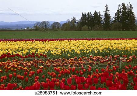 garden, valley, farm, field, tulip, skagit View Large Photo Image Stock Image - garden, valley, farm, field, tulip, skagit. Fotosearch