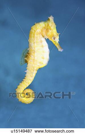 Stock Photo - gold, seahorse, yellow, underwater, swimming, whites. Fotosearch