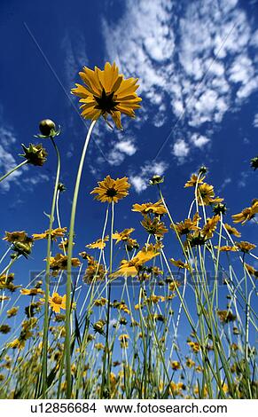 Picture - golden, daisy, 20, highway, canton, butter. Fotosearch