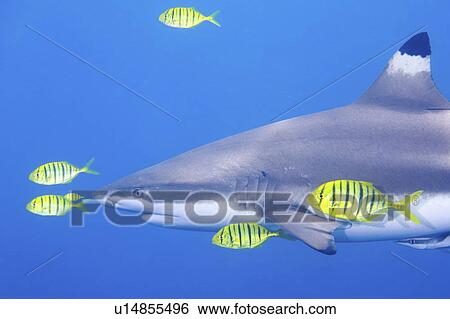 Stock Photograph - golden, reef, fish, pilotfish, shark, blacktip. Fotosearch