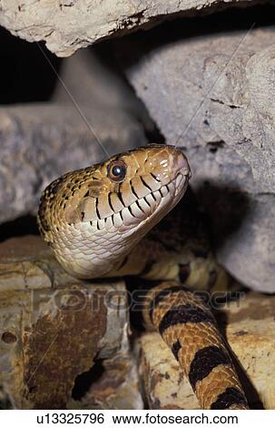 Gopher, snake, up, close, reptile, gopher View Large Photo Image Stock Photograph - Gopher, snake, up, close, reptile, gopher. Fotosearch