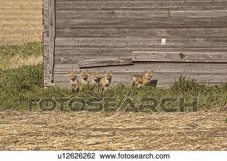 granary, red, old, kits, fox, five View Large Photo Image Stock Image - granary, red, old, kits, fox, five. Fotosearch
