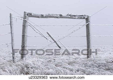 grasses, frost, fence, barbwire, covering, hoar View Large Photo Image Stock Image - grasses, frost, fence, barbwire, covering, hoar. Fotosearch