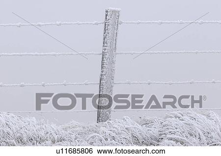 grasses, frost, fence, barbwire, covering, hoar View Large Photo Image Stock Photograph - grasses, frost, fence, barbwire, covering, hoar. Fotosearch