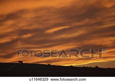 Stock Photo - grazing, clouds, hills, cypress, twilight, colorful. Fotosearch