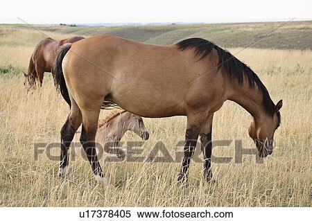 grazing, horse, pasture, saskatchewan, horses View Large Photo Image Stock Photography - grazing, horse, pasture, saskatchewan, horses. Fotosearch