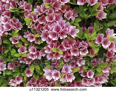 Stock Photography - green, outdoor, people, shades, flower. Fotosearch