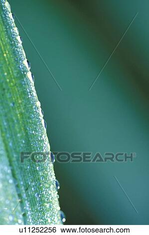 greenbank, washington, rain, edge, plant, water View Large Photo Image Stock Photograph - greenbank, washington, rain, edge, plant, water. Fotosearch