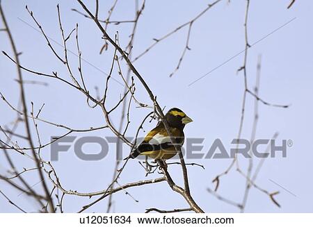 grosbeak, passerine, tree, evening View Large Photo Image Picture - grosbeak, passerine, tree, evening. Fotosearch