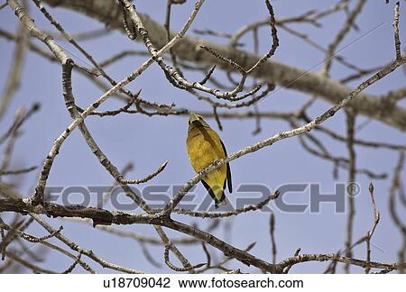 grosbeak, passerine, tree, evening View Large Photo Image Stock Image - grosbeak, passerine, tree, evening. Fotosearch