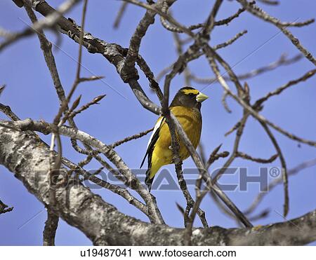 grosbeak, passerine, tree, evening View Large Photo Image Stock Image - grosbeak, passerine, tree, evening. Fotosearch