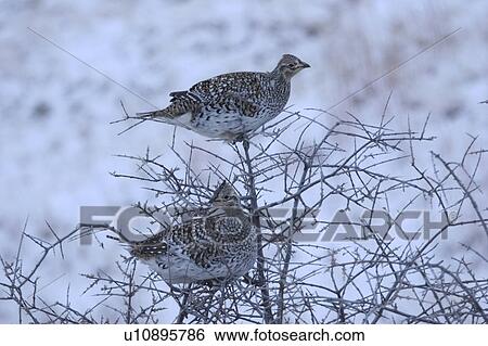 grouse, scenic, small, perched, sharptailed View Large Photo Image Stock Photograph - grouse, scenic, small, perched, sharptailed. Fotosearch