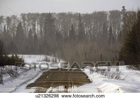 Stock Photo - grouse, winter, road, logging, spruce. Fotosearch