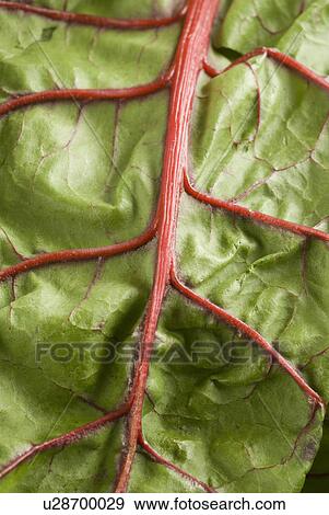 Stock Photo - grown, chard, green, food, farm, agricultural. Fotosearch