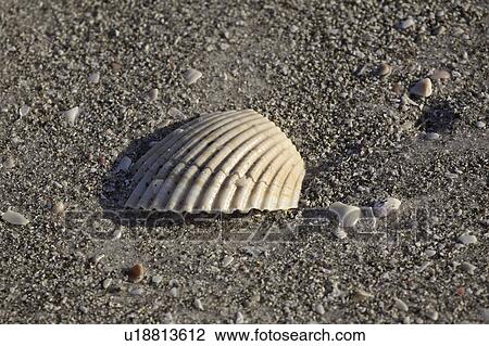 gulf, beach, sand, usa, florida, seashell View Large Photo Image Stock Image - gulf, beach, sand, usa, florida, seashell. Fotosearch