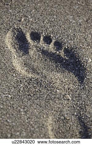 Stock Image - gulf, sand, usa, florida, beach, footprint. Fotosearch