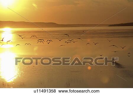 Stock Photo - gulls, buffalo, flight, low, ringbilled. Fotosearch