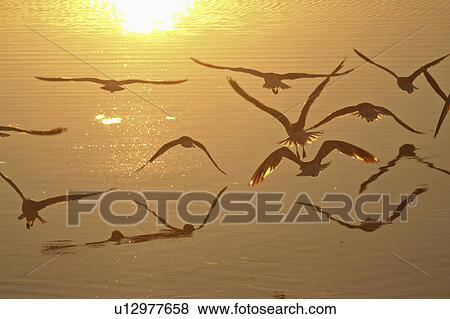 gulls, buffalo, flight, low, ringbilled View Large Photo Image Stock Photo - gulls, buffalo, flight, low, ringbilled. Fotosearch
