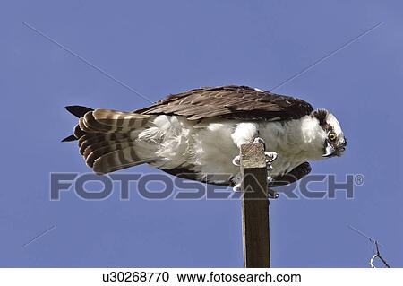 haliaetus, scenic, pandion, usa, florida, osprey View Large Photo Image Stock Image - haliaetus, scenic, pandion, usa, florida, osprey. Fotosearch
