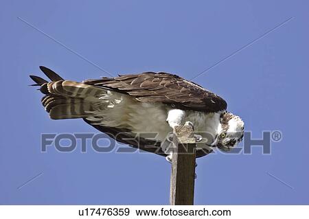 Stock Photo - haliaetus, scenic, pandion, usa, florida, osprey. Fotosearch