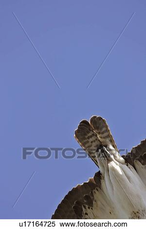 haliaetus, scenic, pandion, usa, florida, osprey View Large Photo Image Stock Photography - haliaetus, scenic, pandion, usa, florida, osprey. Fotosearch