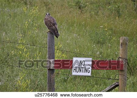 hawk, sign, hunting, concerned, swainsons View Large Photo Image Stock Photo - hawk, sign, hunting, concerned, swainsons. Fotosearch