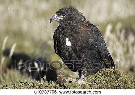 Stock Photograph - hawk, striated, islands, falkland, caracara, immature. Fotosearch