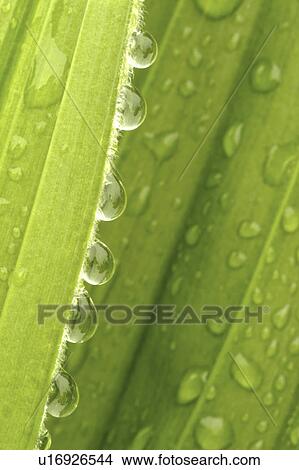 hellebore, drops, green, false, edge, dew View Large Photo Image Picture - hellebore, drops, green, false, edge, dew. Fotosearch