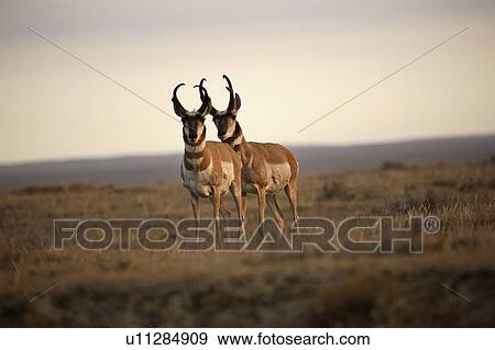 heritage, male, onefour, antelopes, pronghorn, two View Large Photo Image Stock Photo - heritage, male, onefour, antelopes, pronghorn, two. Fotosearch