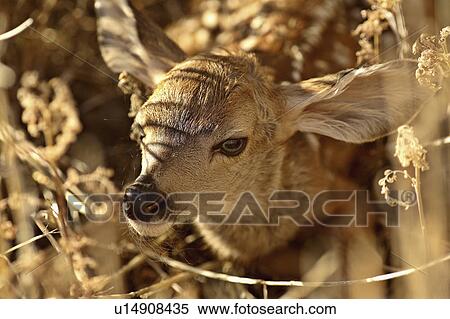 hiding, born, fawn, deer, mule, newly View Large Photo Image Stock Photography - hiding, born, fawn, deer, mule, newly. Fotosearch