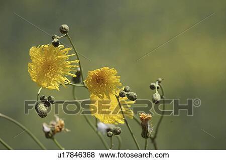 hieracium, roadside, canada, saskatchewan, scenic, hawkweed View Large Photo Image Stock Photo - hieracium, roadside, canada, saskatchewan, scenic, hawkweed. Fotosearch