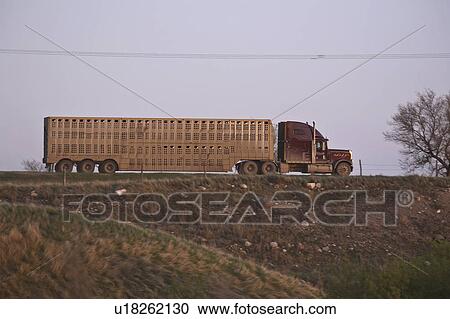 Stock Image - highway, carrier, canada, trans, semi, cattle. Fotosearch