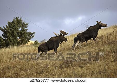 Stock Photo - hills, cow, cypress, calf, moose, bull. Fotosearch