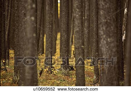 Stock Image - hills, lodgepole, cypress, trees, pine, trunks. Fotosearch