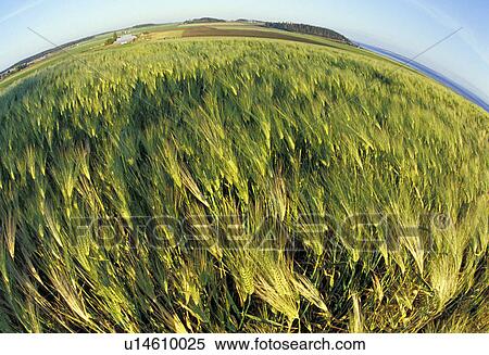 Stock Photography - historic, ebeys, national, landing, prairie, wheat. Fotosearch