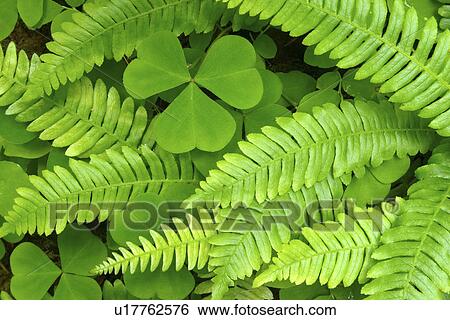 Stock Photograph - hoh, clover, trail, mosses, hall, ferns. Fotosearch