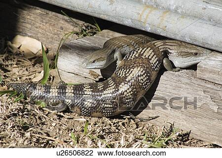 home, blue, sunbaking, lizards, tongue, pair View Large Photo Image Stock Image - home, blue, sunbaking, lizards, tongue, pair. Fotosearch
