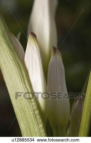 horticulture, beauty, flowers, environment, agribusiness, non View Large Photo Image Picture - horticulture, beauty, flowers, environment, agribusiness, non. Fotosearch