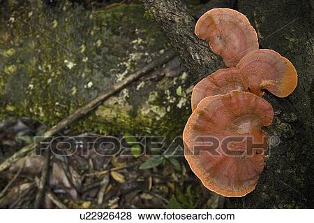 horticulture, growing, flowers, environment, forrest, fungus View Large Photo Image Stock Photo - horticulture, growing, flowers, environment, forrest, fungus. Fotosearch