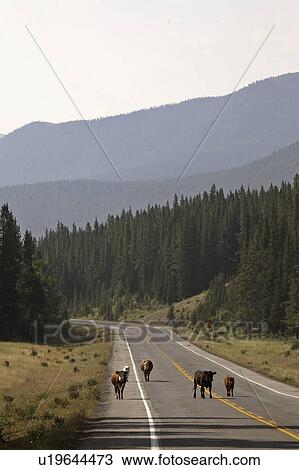 Stock Image - house, highway, highwood, north, 40, cattle. Fotosearch