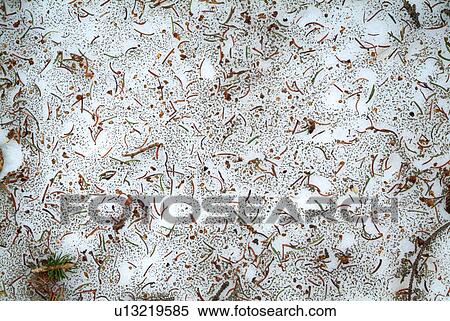 Stock Photography - ice, frozen, needle, pine, snow, water. Fotosearch